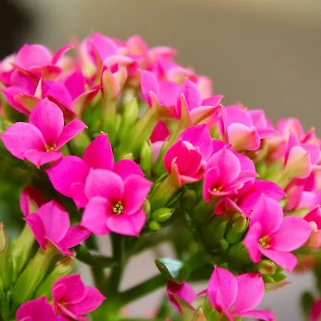 Ξενοδοχείο Cristina 3*