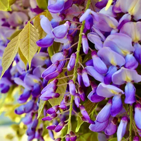 Ξενοδοχείο Cristina Γκράντο