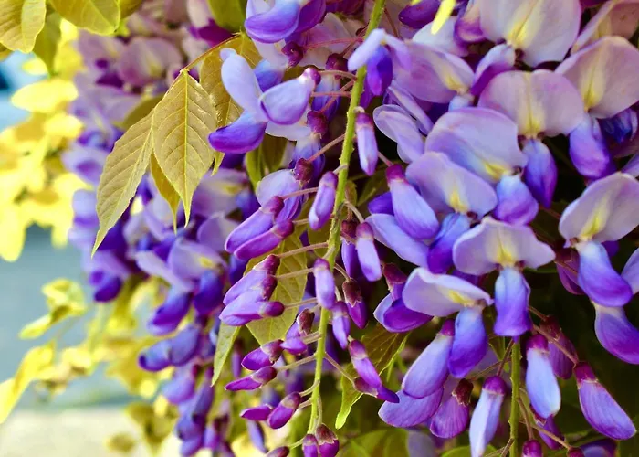 Ξενοδοχείο Cristina Γκράντο